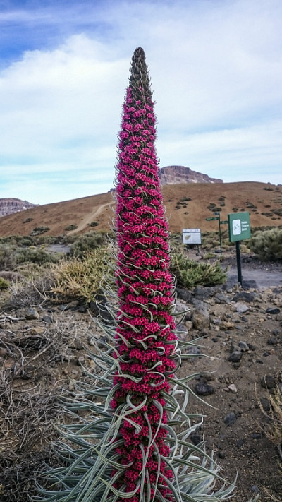Tejinaste Rojo或Tenerife bugloss(“宝石之塔”，teide buglo