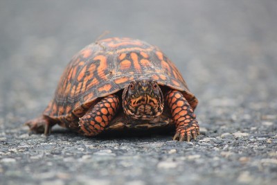道路之王