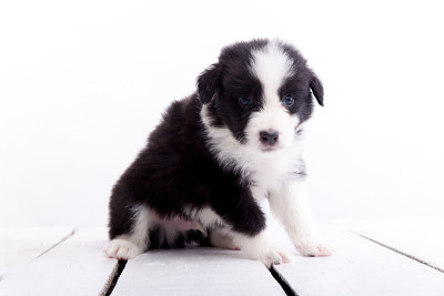 边境牧羊犬的小狗