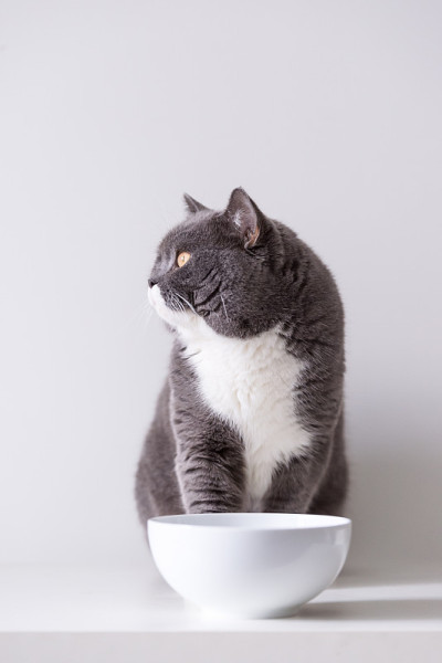 英国灰猫
