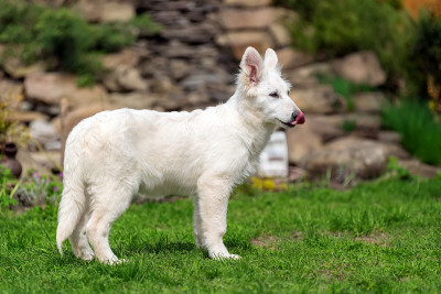 瑞士白牧羊犬波比