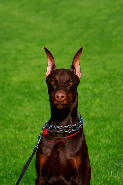 犬种杜宾犬