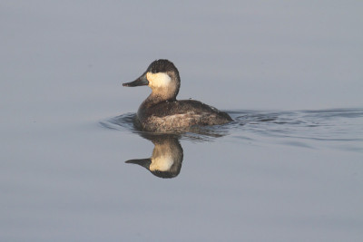 红鸭(Oxyura jamaicensis)