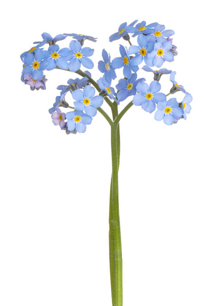 花孤立