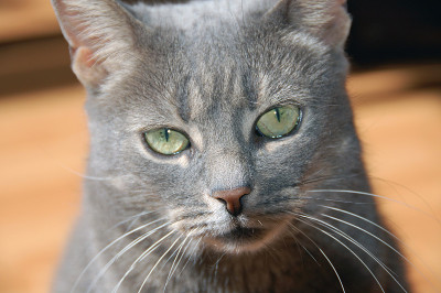 蓝灰猫的头