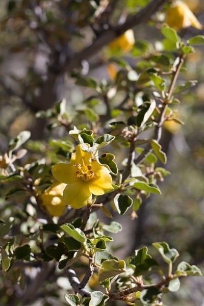 Fremontodendron california bloom - SAN bernardino 