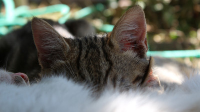 猫打盹