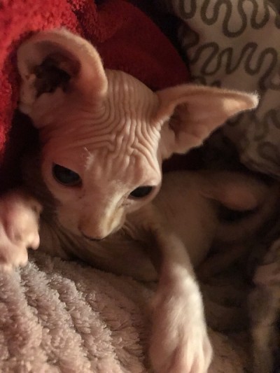 Sphynx