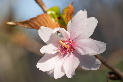 彼岸樱（Prunus subhirtella）