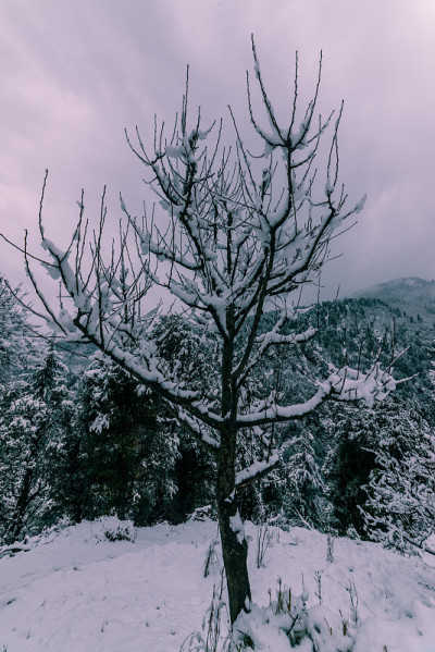 冬天，喜马拉雅山上的树被雪覆盖
