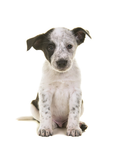 可爱的澳大利亚牧羊犬和澳大利亚牧牛犬在白色的背景上坐在镜头前