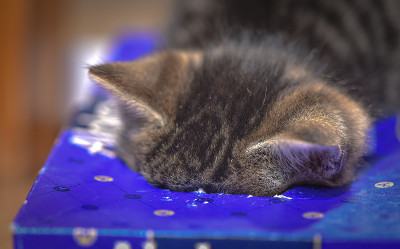 小猫