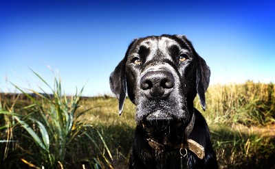 一只黑色的拉布拉多犬和她的鼻子
