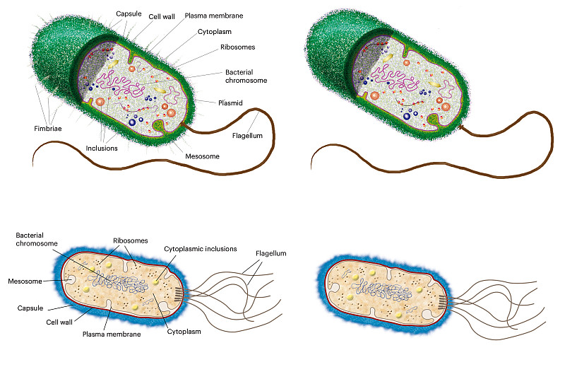 细胞生物学。细菌细胞。内部结构和类型。