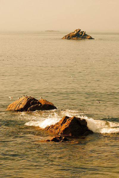 群的海鸥