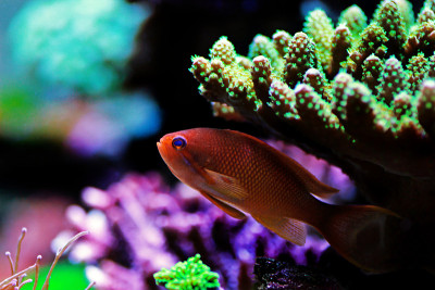 Lyretail Male Anthias - (Pseudanthias squamipinnis