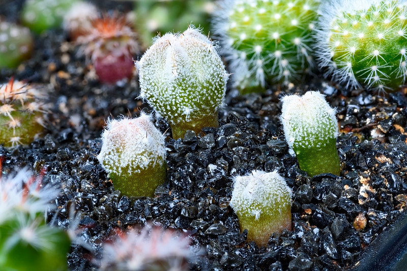 近距离观察一群仙人掌植物