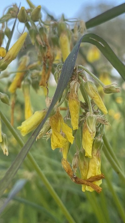 花近花瓣