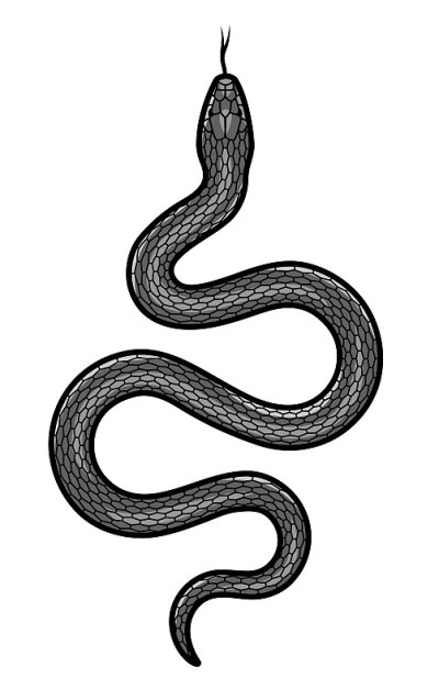 白底黑蛇。矢量插图。