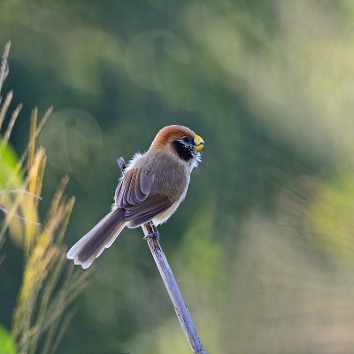 Spot-breasted Parrotbill