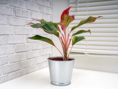 克里特岛Aglaonema Crete是一个开花植物属