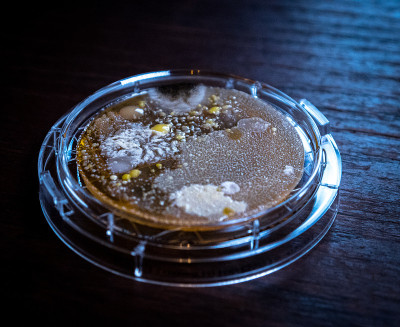 细菌的形状