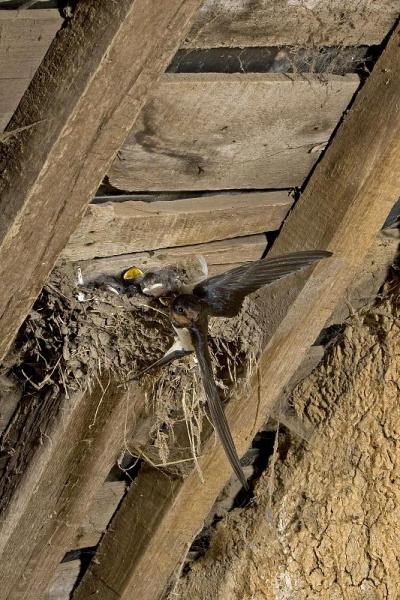 Barn Swallow or European Swallow, hirundo rustica,