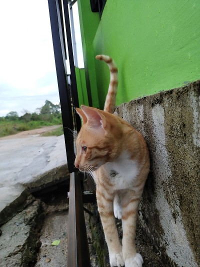 猫的姿势