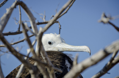 Frigatebird