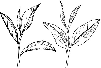 绿色的茶叶。
