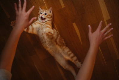 快乐的小猫在室内玩主人的手，俯视图
