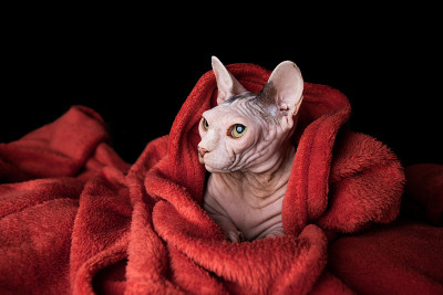 sphynx猫