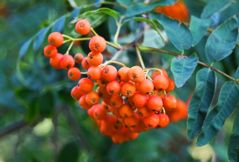 Rowan berries, Mountain ash (Sorbus)