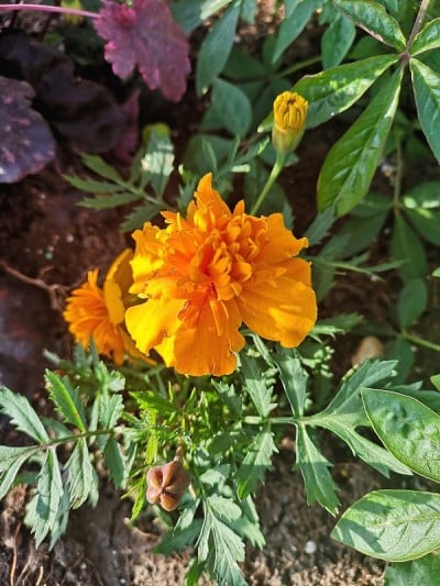 花