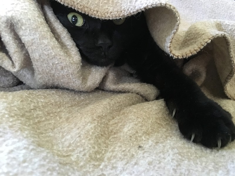 黑色的猫