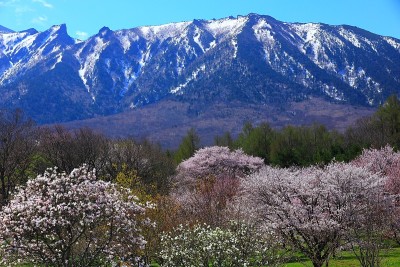 蓝天和樱花