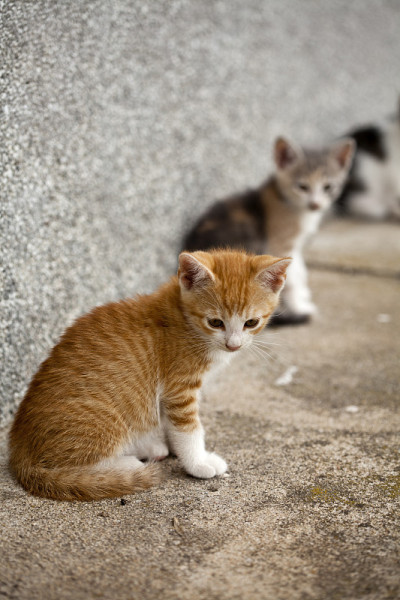 可爱的小猫