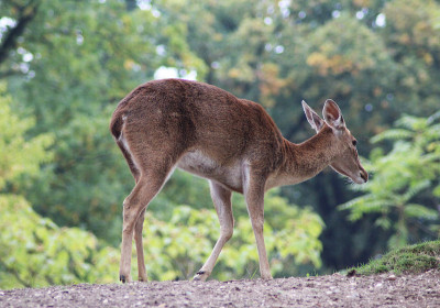 Eld's deer (Panolia eldii)
