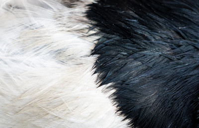 白色和黑色的喜鹊羽毛与可见的形状。