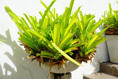 Bromeliad, Mae Fah休闲花园