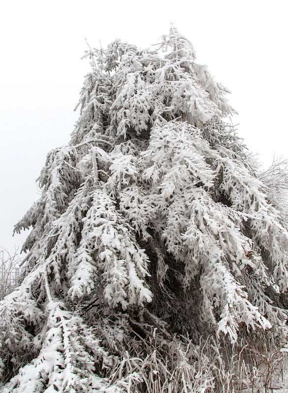 白雪覆盖的针叶树