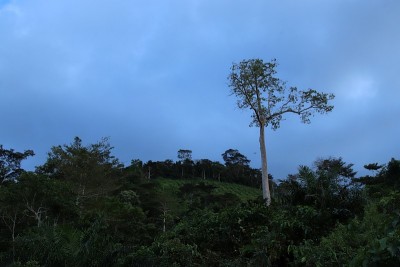 热带雨林中的巨树，位于西非多哥Kpalimé。