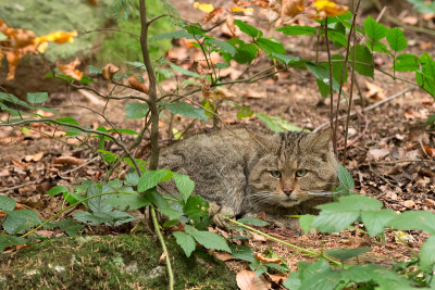 坐在灌木丛中间的欧洲野猫(欧洲野猫)。