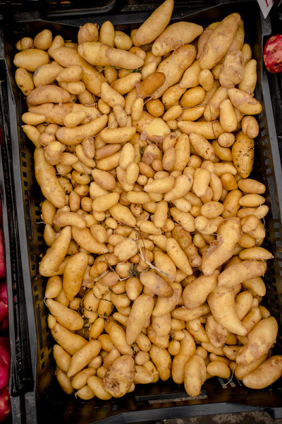 小鱼土豆