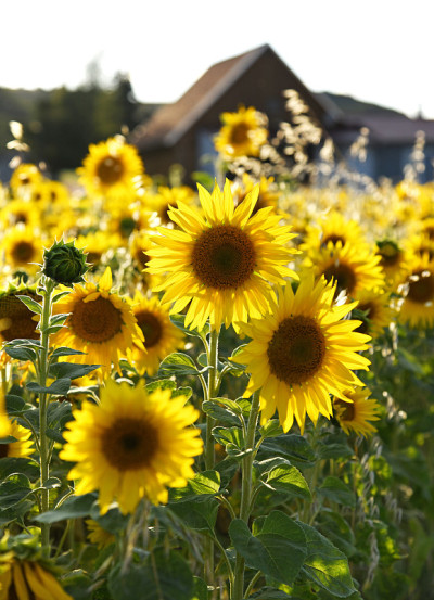 Sonnenblumenfeld
