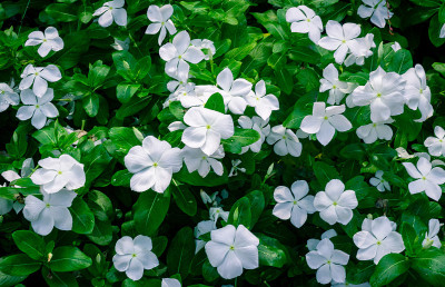 小长春花花