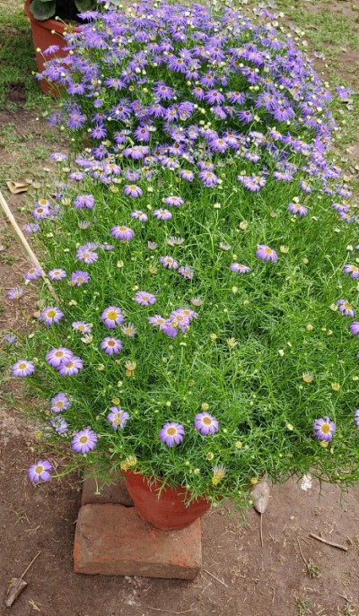 花矮牵牛花和石竹