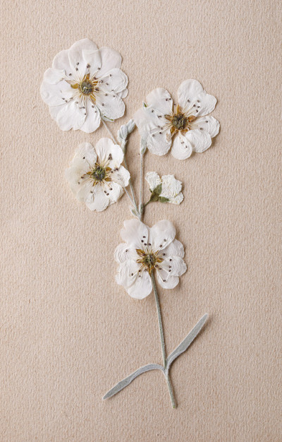 纯白花束