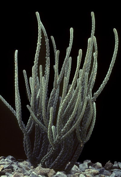 Crassula
