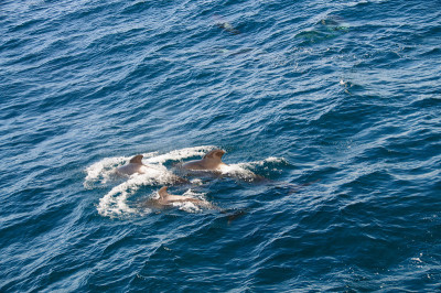 Long-finned Pilot Whales